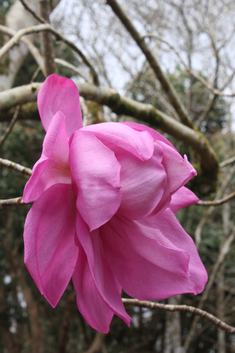 campbellii ssp mollicomata Lanarth seedling